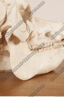 photo reference of skull 0049